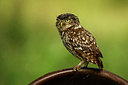 BUITEN BEELD Foto: 354804