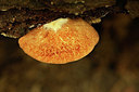 BUITEN BEELD Foto: 354812
