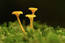 BUITEN BEELD Foto: 354820