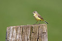 BUITEN BEELD Foto: 354833