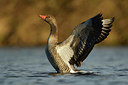 BUITEN BEELD Foto: 354899