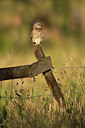 BUITEN BEELD Foto: 354914