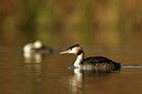 BUITEN BEELD Foto: 354945