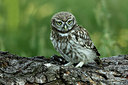 BUITEN BEELD Foto: 354956