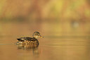 BUITEN BEELD Foto: 354958