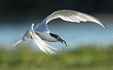 BUITEN BEELD Foto: 355001