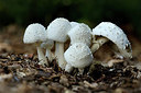 BUITEN BEELD Foto: 355023