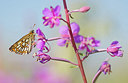 BUITEN BEELD Foto: 355029