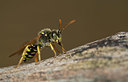 BUITEN BEELD Foto: 355088