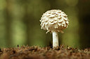 BUITEN BEELD Foto: 355089