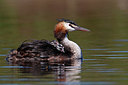 BUITEN BEELD Foto: 355111
