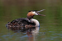 BUITEN BEELD Foto: 355112