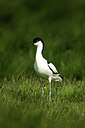 BUITEN BEELD Foto: 355131