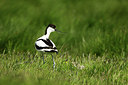 BUITEN BEELD Foto: 355132