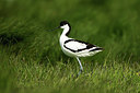 BUITEN BEELD Foto: 355133