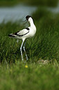 BUITEN BEELD Foto: 355134