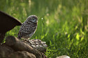 BUITEN BEELD Foto: 355144