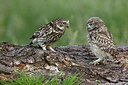 BUITEN BEELD Foto: 355145