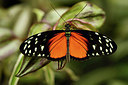 BUITEN BEELD Foto: 355167