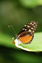BUITEN BEELD Foto: 355168