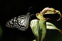 BUITEN BEELD Foto: 355169