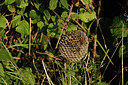 BUITEN BEELD Foto: 355239