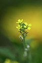 BUITEN BEELD Foto: 355240