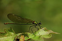 BUITEN BEELD Foto: 355250