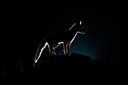 BUITEN BEELD Foto: 355263