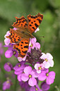 BUITEN BEELD Foto: 355274
