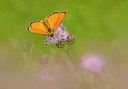BUITEN BEELD Foto: 355293
