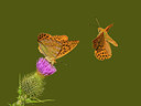 BUITEN BEELD Foto: 355323