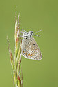 BUITEN BEELD Foto: 355352
