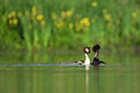 BUITEN BEELD Foto: 355428