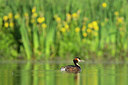 BUITEN BEELD Foto: 355435