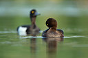 BUITEN BEELD Foto: 355436
