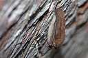BUITEN BEELD Foto: 355444