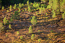 BUITEN BEELD Foto: 355687