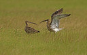 BUITEN BEELD Foto: 355958