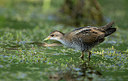 BUITEN BEELD Foto: 355994
