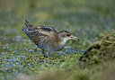 BUITEN BEELD Foto: 355995