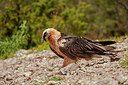 BUITEN BEELD Foto: 356022