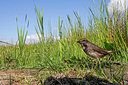 BUITEN BEELD Foto: 356028