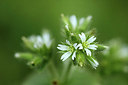 BUITEN BEELD Foto: 356238