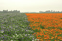 BUITEN BEELD Foto: 356246
