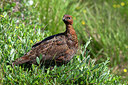 BUITEN BEELD Foto: 356309