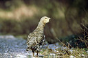 BUITEN BEELD Foto: 356320