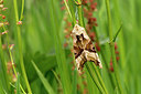 BUITEN BEELD Foto: 356344
