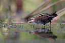 BUITEN BEELD Foto: 356355