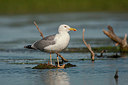 BUITEN BEELD Foto: 356376